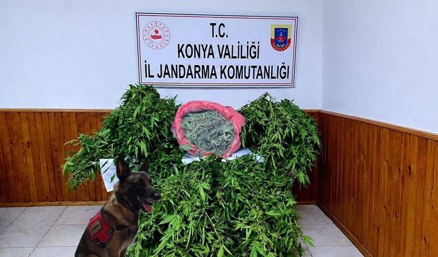 Depo görünümlü alana kenevir eken şüpheli yakalandı