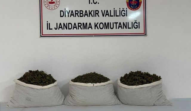 Diyarbakır'da 253 bin kök kenevir ve 42 kilo esrar ele geçirildi