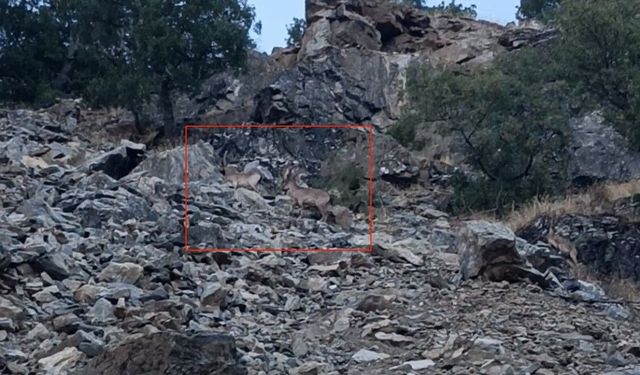 Diyarbakır'da nesli koruma altında bulunan dağ keçileri görüntülendi