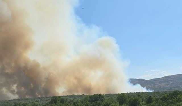 Diyarbakır'da ormanlık alanda yangın