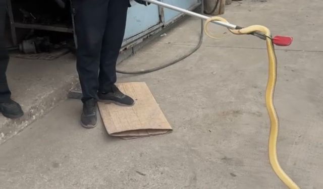 Dükkana giren yılan paniğe sebep oldu