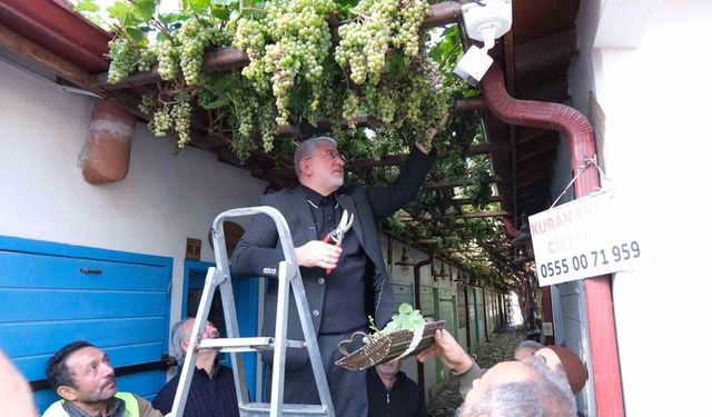 Dünyanın en dar arastasını süsleyen üzümler hasat edildi