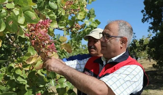 Elazığ'da 38 ton Antep fıstığı rekoltesi bekleniyor
