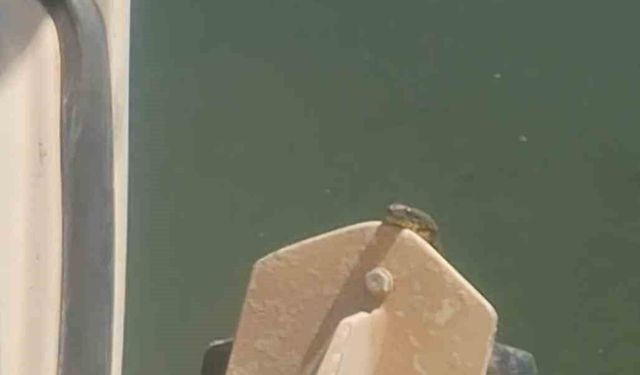 Elazığ'da tekne motorunda yılan paniği