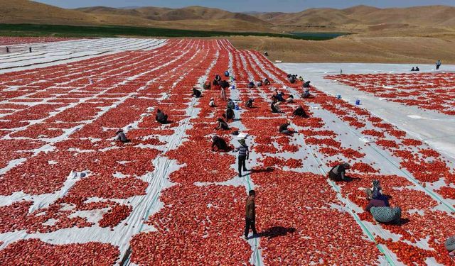 Elazığ'da üretilen domatesler, dünya sofralarını tatlandırıyor