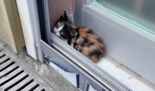 Emlakçı ofisteki gizemli sesin peşine düştü, tabelayı sökünce yavru kedi çıktı