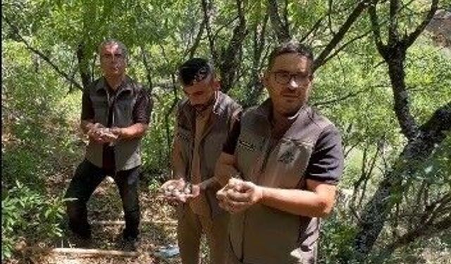 Endemik dağ sarımsağını söken 3 kişiye, 2 milyon lira ceza