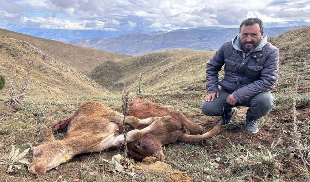 Erzincan'da ayı saldırısında 2 buzağı telef oldu