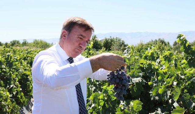 Erzincan'ın tescilli Cimin üzümünde 5 bin ton rekolte bekleniyor