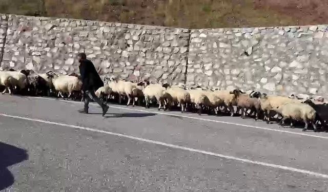 Erzurum'da göçerlerin zorlu 'Kışa dönüş' mesaisi başladı