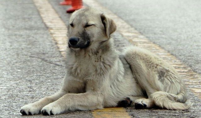 Erzurum'da radikal karar: Sokakta sahipsiz hayvanları beslemek yasaklandı