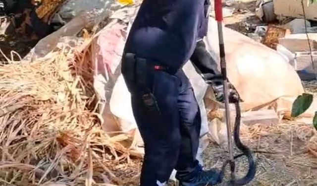 Evin bahçesine giren 2 metrelik yılan korkuttu