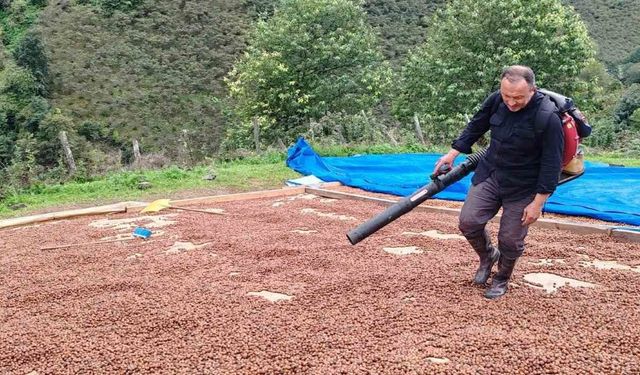 Fındık üreticisi, yağmur nedeniyle kurutamadığı ürününü üfleme körüğüyle kurutuyor