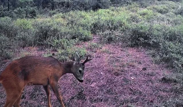 Ganos Dağları'nda karacalar fotokapana yakalandı