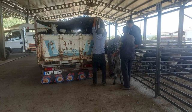Gediz Belediyesi hayvan pazarı pazartesi günleri kurulacak