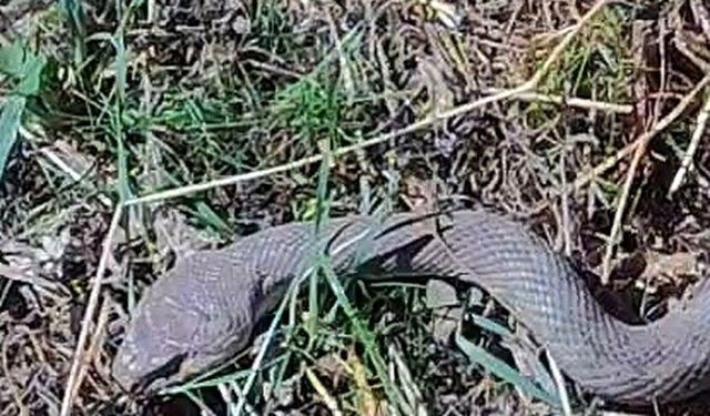 Hakkari'de 1,5 metrelik kocabaş yılanı görüntülendi
