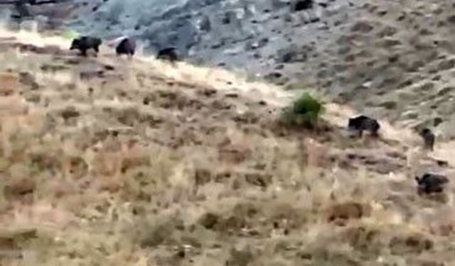Hasada günler kala domuz sürüsü kabusu: Elma bahçeleri talan edildi
