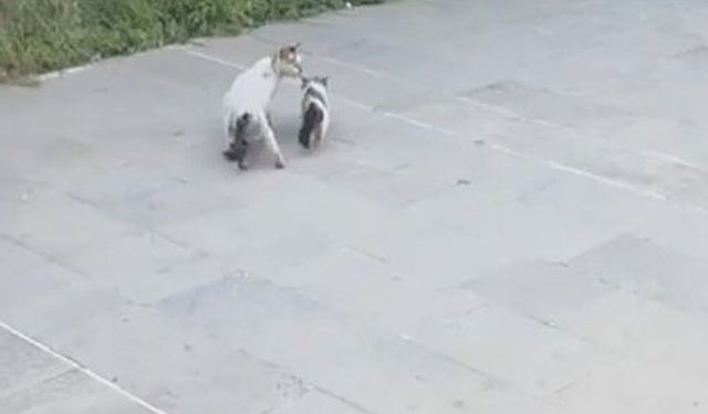 Havalandırma boşluğuna düşen yavru kediyi itfaiye kurtardı