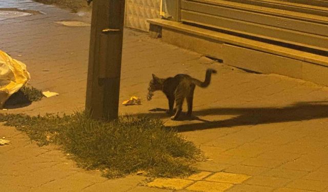 Iğdır'da kedinin fareyle 20 dakikalık oyunu kamerada
