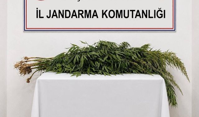İkametlerde yapılan aramalarda 30 kök uyuşturucu ele geçirildi