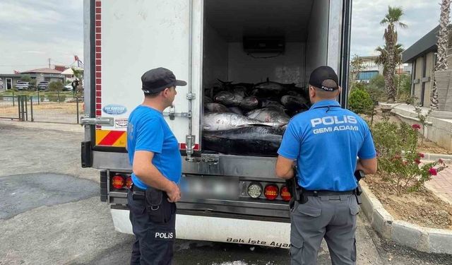İzmir'de kaçak avlanan 3 ton mavi yüzgeçli orkinos ele geçirildi