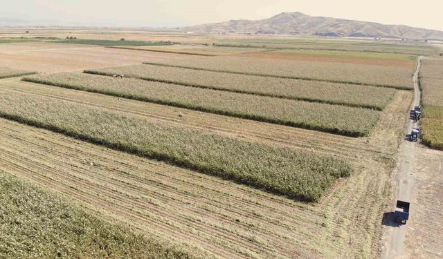 Kahramanmaraş'ta ak darı hasadına başlandı