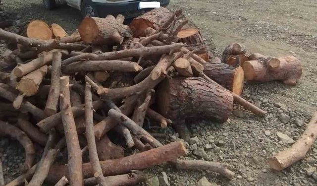 Kahramanmaraş'ta kaçak orman emvali