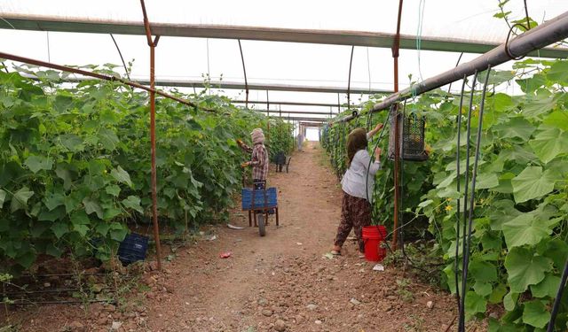 Kahramanmaraş'ta turşuluk ürünlerde hasat dönemi