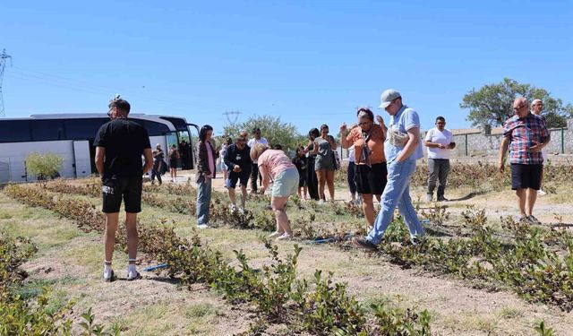 Kapadokya'da turistler 'aronya' hasadı yaptı
