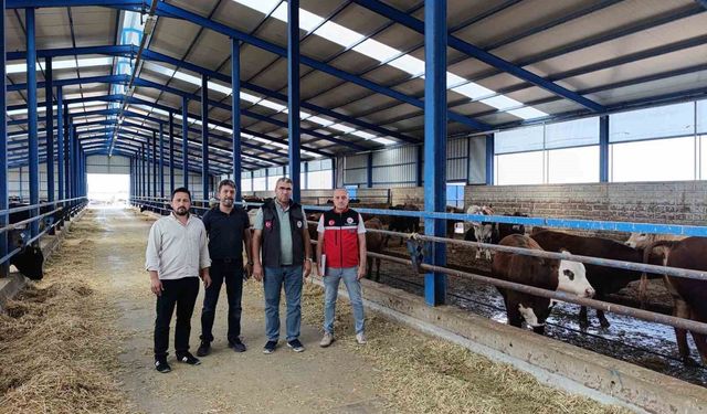Karapınar'da ithal besilik sığırlara sıkı denetim