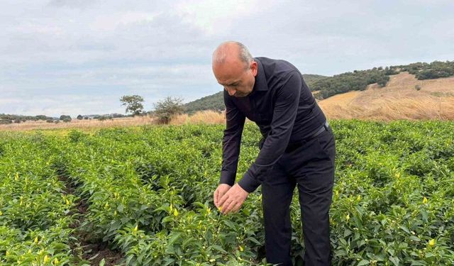 Karesi'de turşuluk biberiye hasadı sürüyor