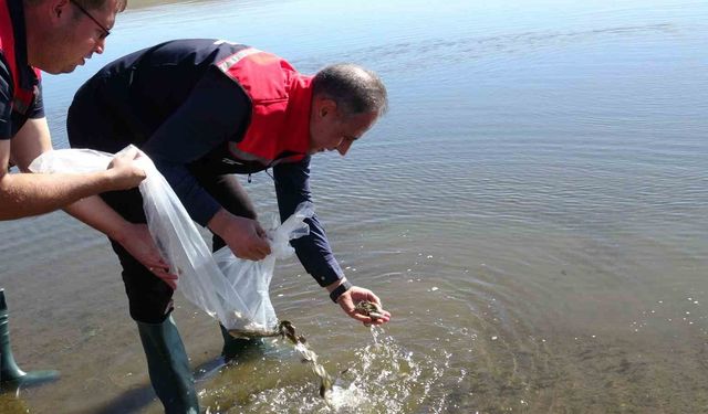 Kars'ta 500 bin yavru sazan Bayburt Baraj Gölü'ne bırakıldı