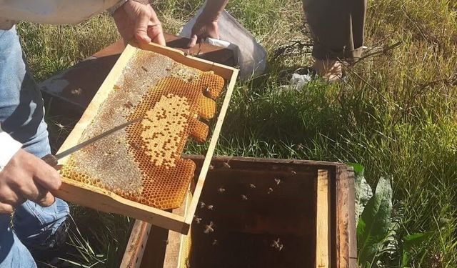 Kars'ta arıcılığa güç, üretime destek: Kovan başına 250 TL'ye kadar destek