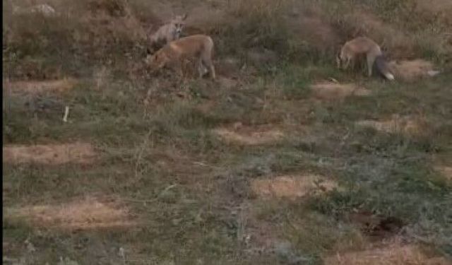 Kars'ta eski istasyonda beklenmedik buluşma! Arı kovanlarını taşırken 3 tilki geldi, vatandaş misafirlerini eliyle besledi