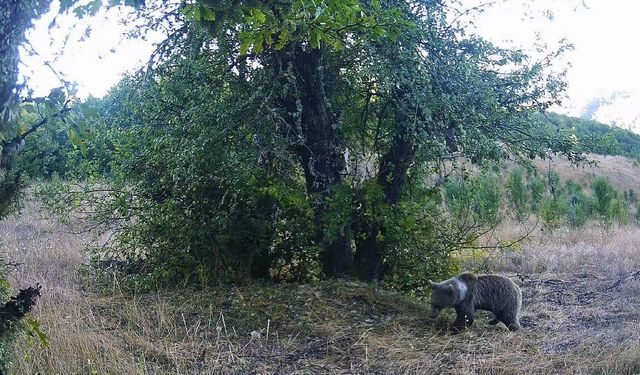 Kastamonu'da yaban hayatı fotokapanlarla görüntülendi