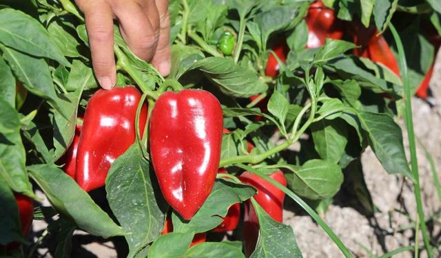 Kavurucu sıcakta zor şartlarda hasadı yapılan kapya biber tarlada 20 TL'den alıcı buluyor