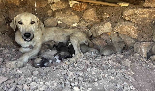Kayaların arasında sıkışan yavru köpekleri duyarlı vatandaş kurtardı