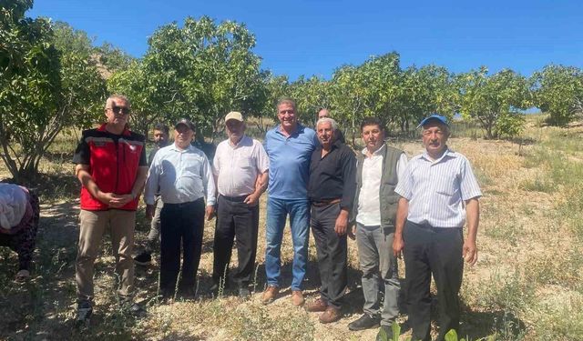 Kaymakam Arıkan, incir hasadına katıldı