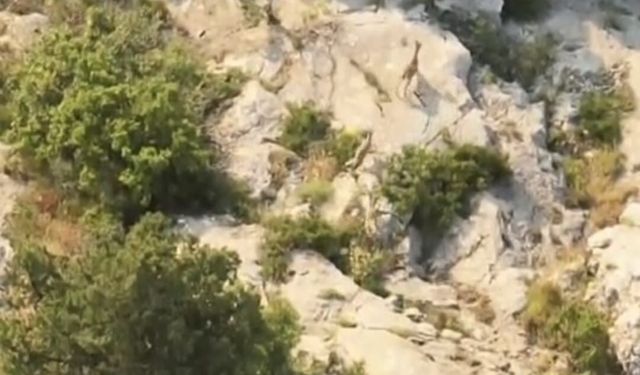 Kazankaya Kanyonu'nda yaban keçileri doğal yaşam alanlarında görüntülendi