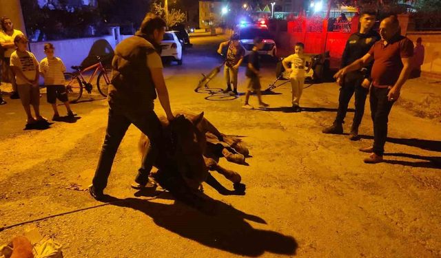 Keşan'da ata şiddet uyguladıkları iddiasıyla 2 kişi hakkında adli işlem başlatıldı