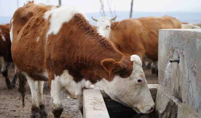 Kırıkkale'de şap hastalığı sebebiyle hayvan pazarı kapatıldı