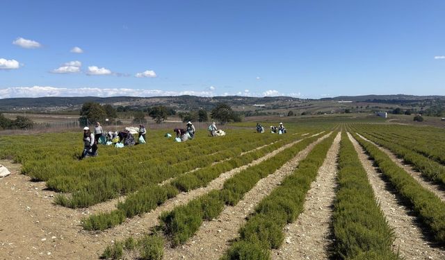 Kocaelili çiftçinin biberiyesi kozmetik ürününe dönüşüyor
