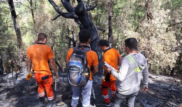 Kozan'da yanan 5 bin 900 hektarlık alanda yeniden yeşil vatan mesaisi başladı: Ağaçlar tek tek damgalanıyor