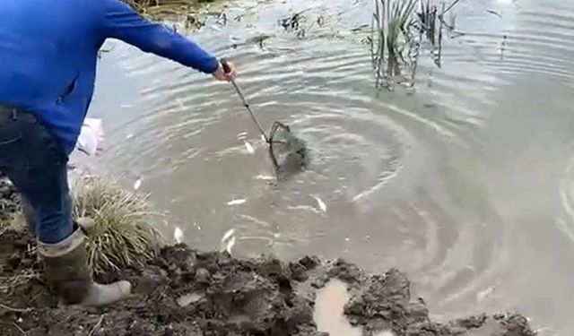 Kura Nehri'nde balık ölümleri: İnceleme başlatıldı