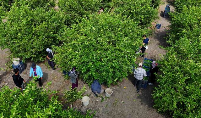 Limon üreticisinin gözü Rusya'da: Gemiler gitmeyince hasat yavaşladı