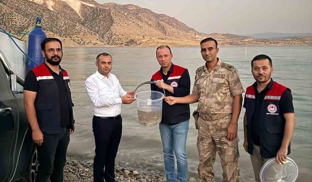 Mardin Ilısu Barajına 1 milyon şabut balığı bırakıldı