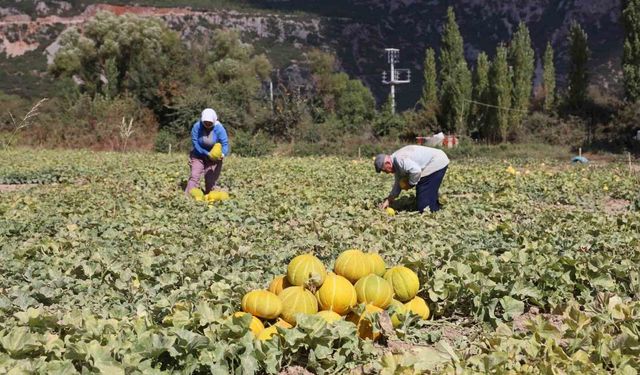 Menteşe Karabağlar yaylasında asırlık lezzetin hasat zamanı