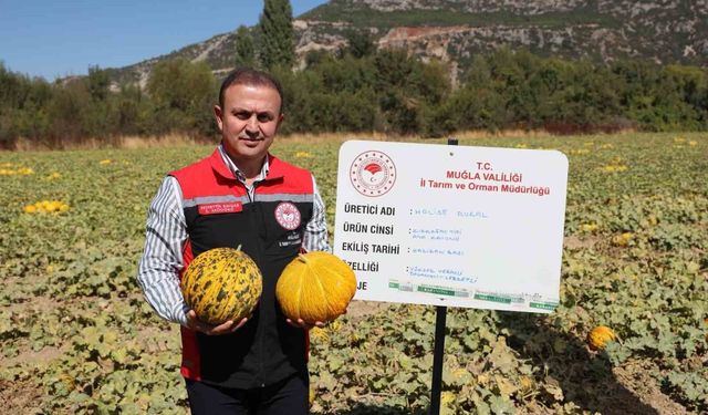 Menteşe'de yayla kavunu ve ata sebzelerinin hasadı yapıldı