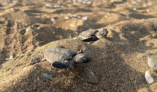 Mersin'den 100 bin yavru 'caretta caretta' Akdeniz'le buluştu