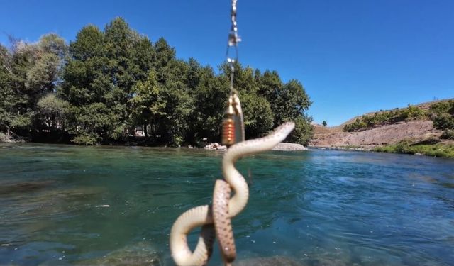 Munzur Nehri'nde oltaya balık yerine su yılanı takıldı